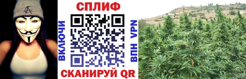 Канабис планчик  сколько стоит  mega рабочий сайт  Курчалой 